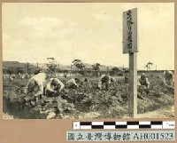 台灣日俘營中之自治農園藏品圖，第1張